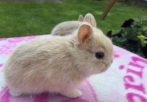 The Netherland Dwarf Rabbit Is A Dwarf Variant That Originated In The