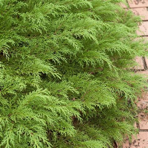 Old time family values are present in all that we do…from the care and pride in the. Celtic Pride® - Siberian Cypress - Microbiota decussata ...
