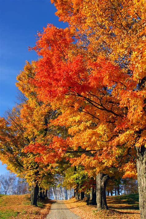 Autumn Foliage Highlighted By Deep Blue Skies Beautiful Landscapes