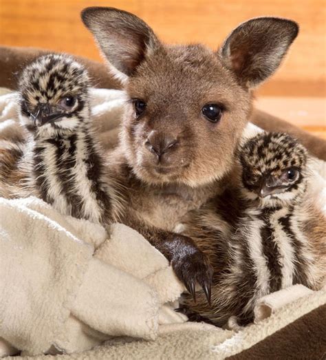 Baby Kangaroo Welcomes Rescued Emu Chicks With Adorable Snuggling