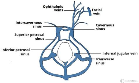 The Cavernous Sinus Contents Borders Thrombosis Teachmeanatomy