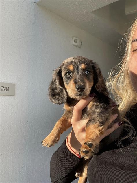 Amazing Experience! | Furry Trails Pet Transport