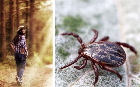 We would like to show you a description here but the site won't allow us. Here's How You Can Avoid a Tick Bite This Summer | Reader ...