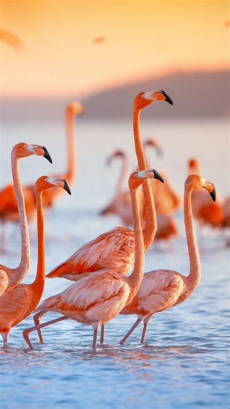 Flamingo Iphone Wallpaper Backgrounds Milly Top