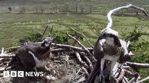 Dyfi Osprey Project Sees Milestone As Bird Returns Bbc News