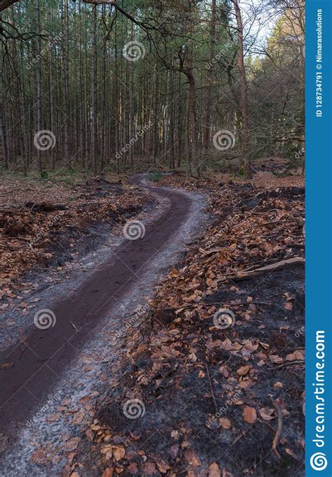 Road Through The Forest Stock Image Image Of Season 128734791
