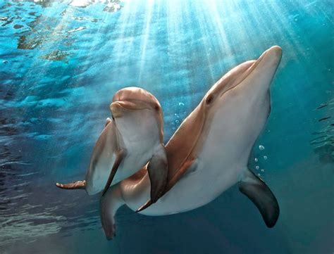 Pin De Magda Oyarzo En Bellas Imagenes De Animales Delfines Acuario