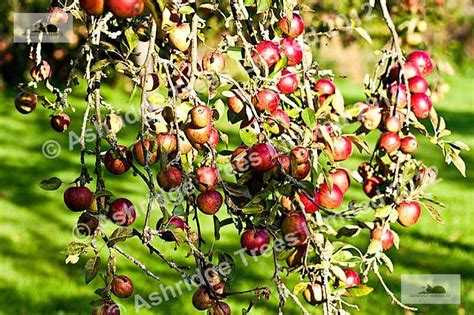 We follow the level of customer interest on best soil for fruit trees for updates. Apple Tree Information, Fruit Tree Advice| Ashridge Nurseries