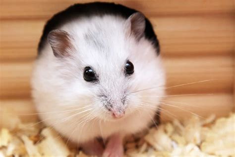 Housing Your Hamster Cleaning And Housing Checklist Burgess Pet Care