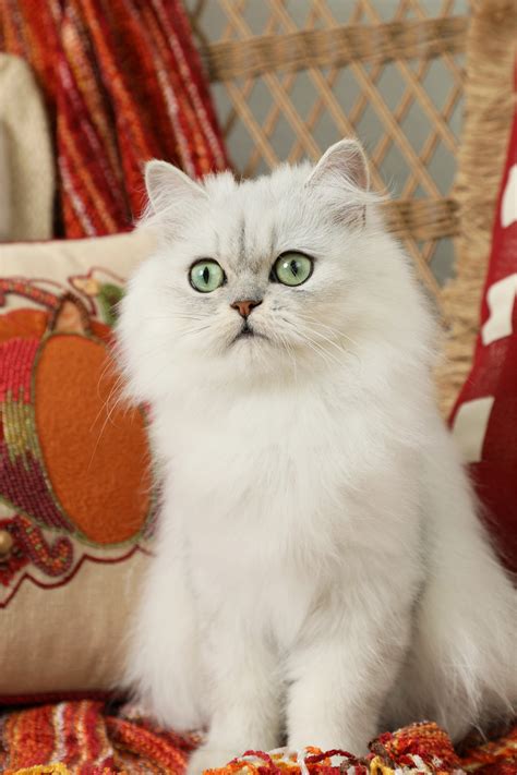 Stella - Click Here - Persian Kittens For Sale in a Rainbow of Colors