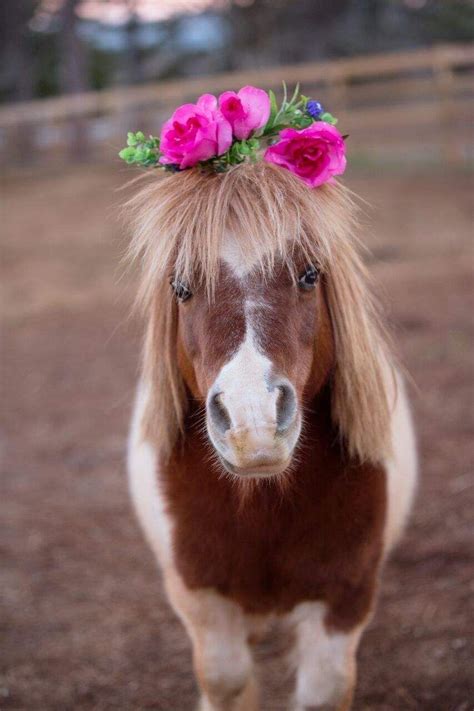 Pin By Persephone Leeann On Animaux Fleuris Cute Baby Horses