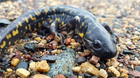 Eastern Tiger Salamander Landpks