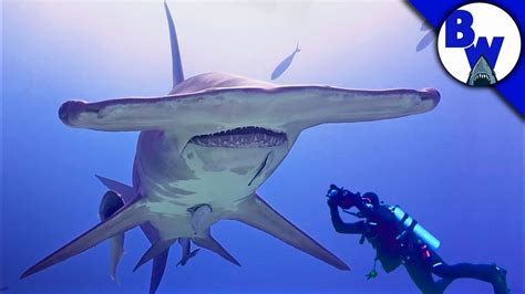 Massive Hammerhead Shark Filmed In Bahamas