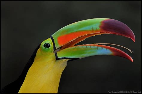 Sulfur Breasted Keel Billed Toucan Animal Photography Toucans