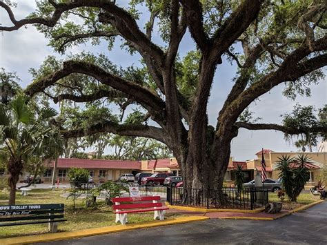 This 600 Year Old Tree In Florida Is Worth The Visit