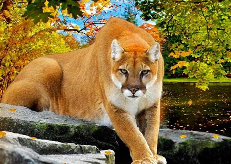 At one time, it ranged from the yukon in canada to the in fact, there are more than 80 names for the puma, more names than any other animal, according to. Puma cat animal autumn river wallpaper | 2560x1828 ...