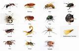 Common Bugs Found In Homes Images
