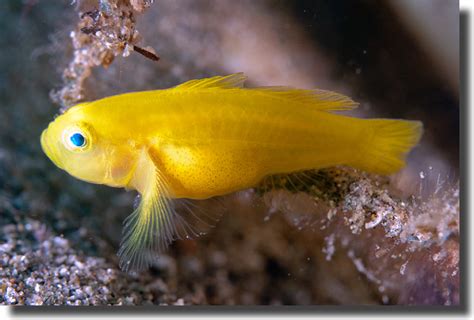 The Vibrant Sea Yellow Goby
