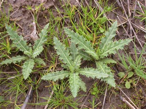 How To Kill Thistle Weeds Without Herbicides ⋆ Big Blog Of Gardening