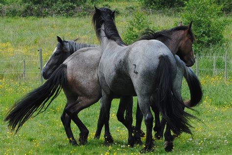 Nokota Horse Blue Roan And Bay Roan Horses Wild Horses Blue Roan