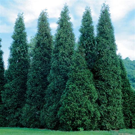How To Grow A Thuja Green Giant Tree