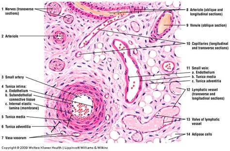 Arterioles connect with even smaller blood vessels called capillaries. Simple Squamous Epithelium"Endothelium" in blood vessels ...