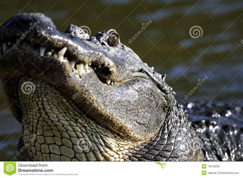 Alligator Mississippiensis, American Alligator Stock Image - Image of ...