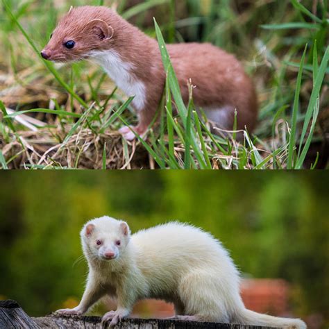 Weasels Vs Ferrets The 9 Key Differences Among Them