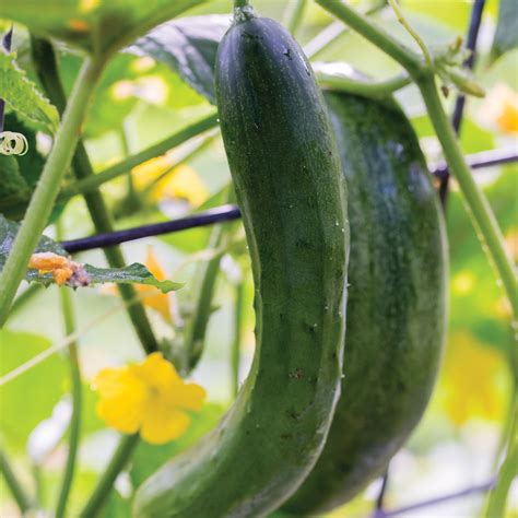 Buy Burpee Organic Burpless Beauty Cucumber Vegetable Seed 1 Pack Online At Lowest Price In