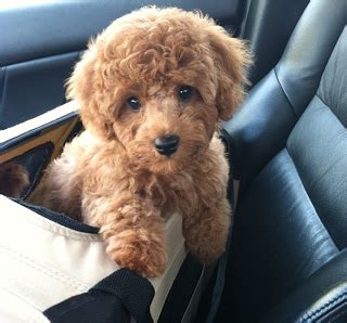 Well look no further, here is the definitive showdown between. Instagram Lovin' | Mini poodle puppy, Toy poodle, Poodle