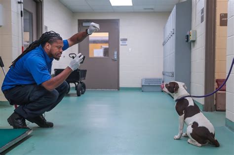 Homeward Bound New Model Aims To Reunite Memphis Pets Owners