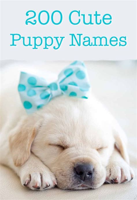 Lindo Cachorro De Nombres Más De 200 Adorable Ideas Para Nombrar A Su