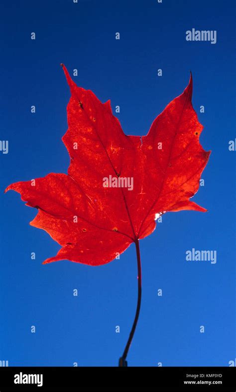 Red Maple Leaf Stock Photo Alamy