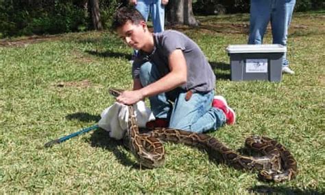 Florida Python Patrol Wrestles With Everglades Giant Snake Problem