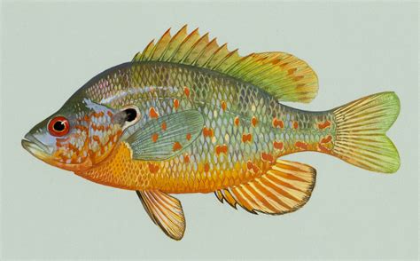 Orangespotted sunfish - Wikipedia