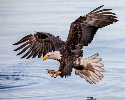 Majestic Flying Eagle In Stunning Hd Wallpaper