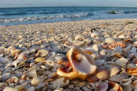 40 Photos Of Sanibel Island Florida Thousands Of Exotic Shells Line