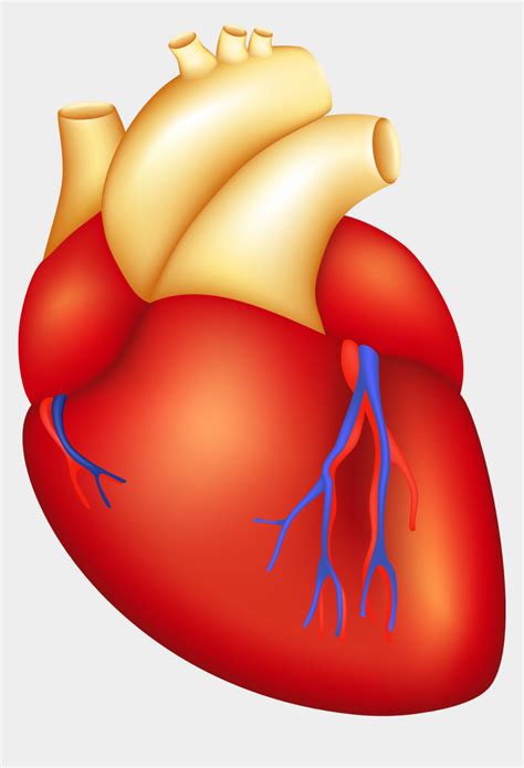 Cartoon Human Heart Part Of Body Heart Cliparts