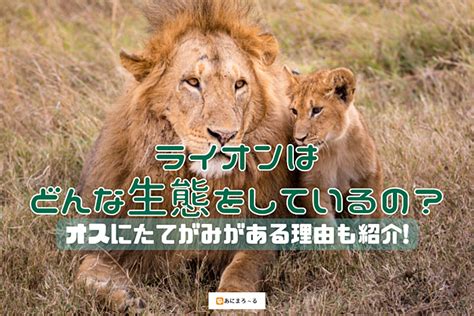 ライオンの生態｜オスとメスの体の大きさや食事をする順番も解説 あにまろ〜る