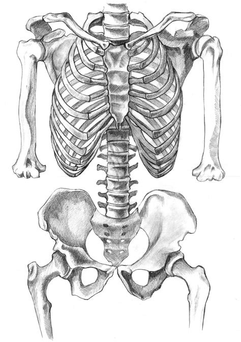 Скелет человека анатомия рисунок 35 фото