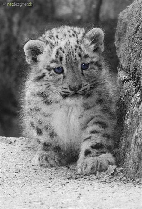 Baby Snow Leopard Baby Animals Cute Animals Animals