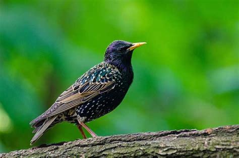 The Starlings Of New York Bird Spot