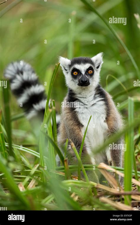 Ring Tailed Lemurs Paddycakevakôna Forest Lodge Andasibe Madagascar