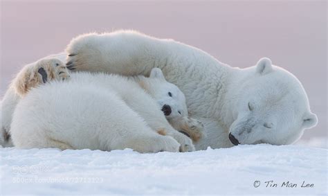 Polar Bear Sow Hugging Her Cub Even When Shes Sleeping Photographer