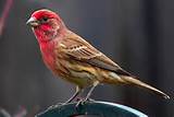 Red Headed Sparrow House Finch