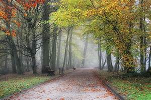 Parks, Belgium, Flemish, Region, Meise, Fog, Trees, Nature