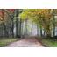 Parks Belgium Flemish Region Meise Fog Trees Nature Autumn 