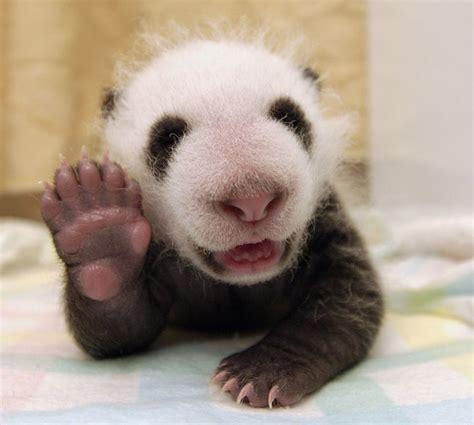 Photos Capture Early Moments Of Adorable Baby Pandas Ny Daily News
