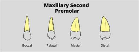 Maxillary Second Premolardental Anatomy Made Easy