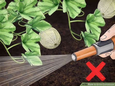 How to grow cantelope from seed. How to Grow Cantaloupe: 15 Steps (with Pictures) - wikiHow